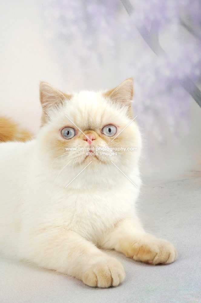 red colourpoint Exotic Shorthair lying on pastel background