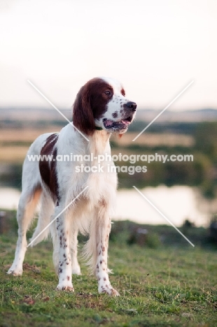 Irish red and white setter