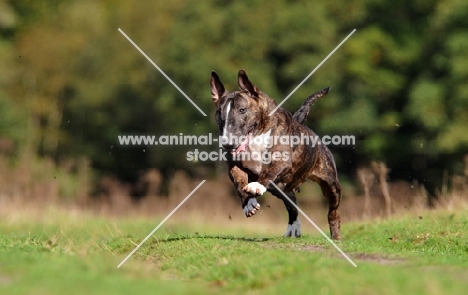Bull Terrier running