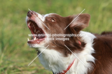 Border Collie barking