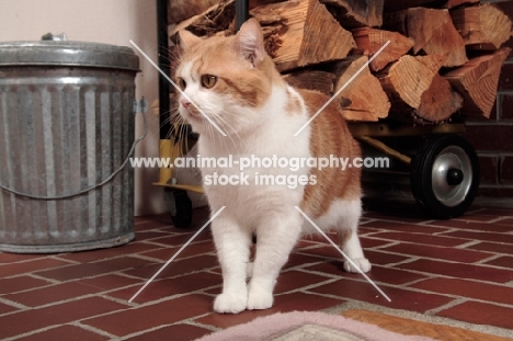 tabby and white Manx cat, looking away