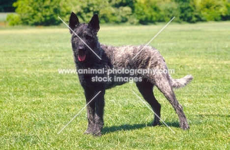 Nederlandse Herder - dutch sheepdog - wire coat