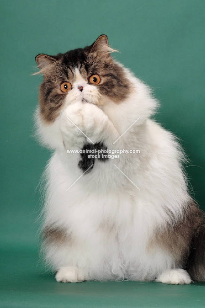 Brown Mackerel Tabby & White Persian