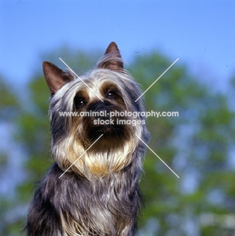 p-nuts in the chips, silky terrier head study