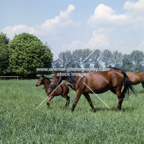group of Polish Arab mares and foals