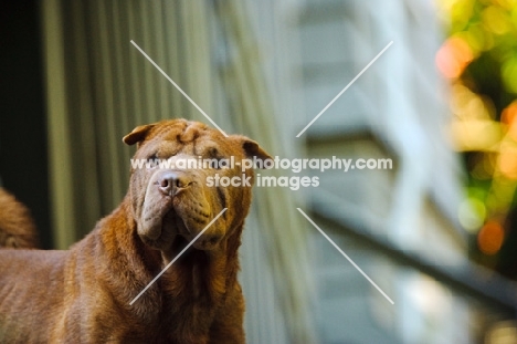 brown Shar Pei