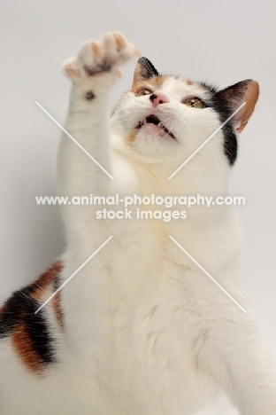 Tortoiseshell and White Manx cat reaching