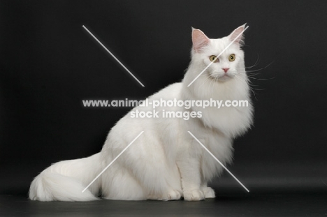 fluffy white Maine Coon on black background, sitting down