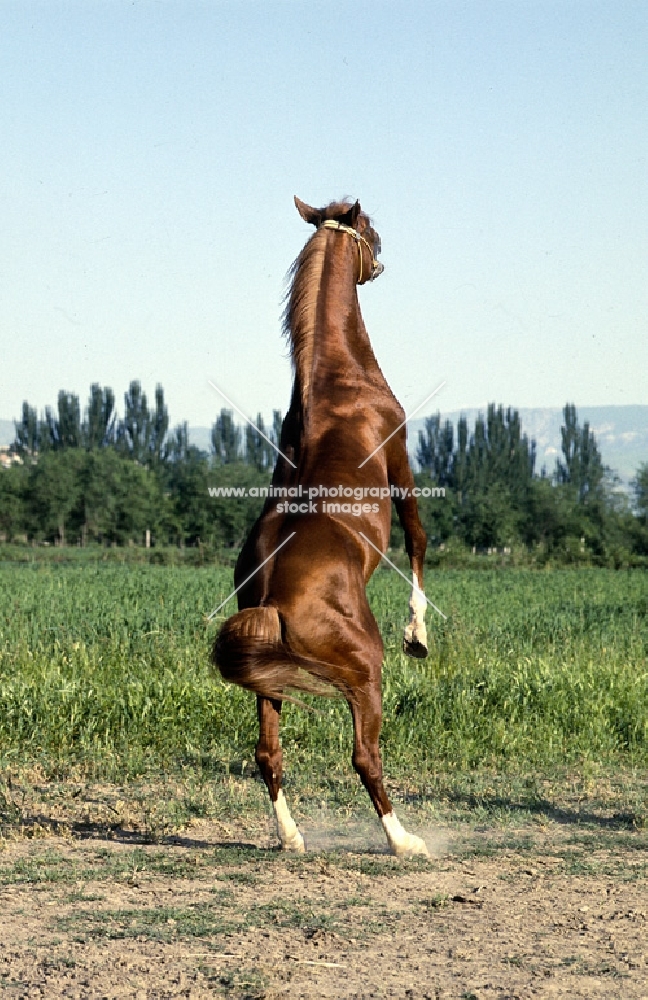 lokai stallion, part arab, rearing
