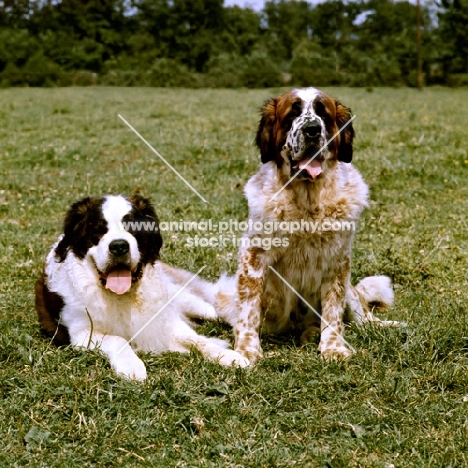 two st bernards sitting and lying in a field