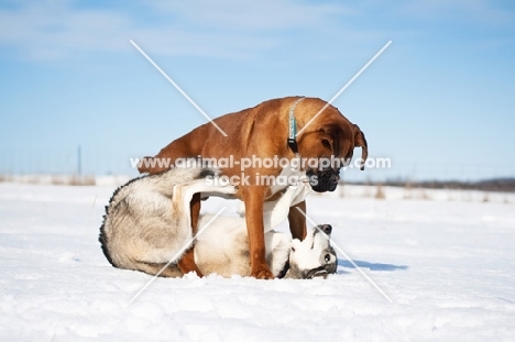 boxer and husky playing