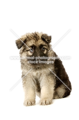 German Shepherd (aka Alsatian) puppy