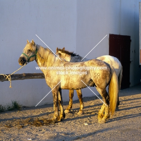 Camargue ponies tied up, late evening light 