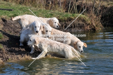 group of young wet Golden Retrievers