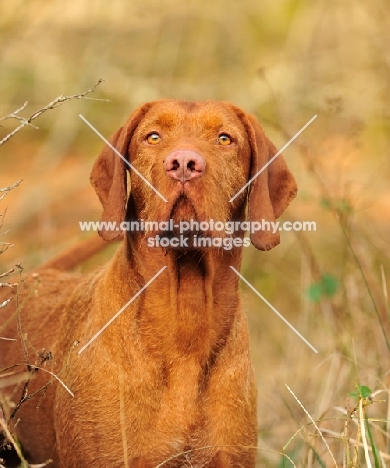 Hungarian Wirehaired Vizsla looking up