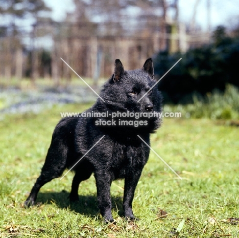 champion schipperke standing on grass