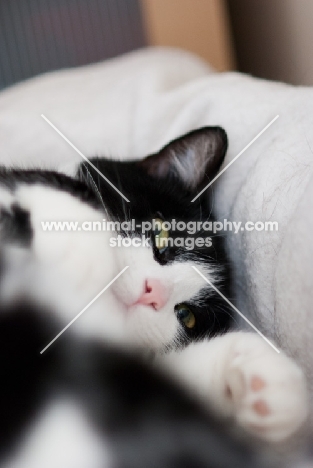 black and white household cat resting