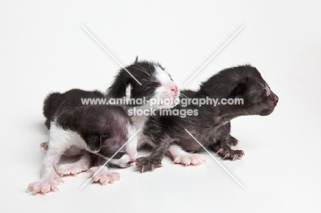 3 Peterbald kittens 1 day old