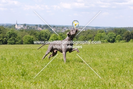 Great Dane balancing toy