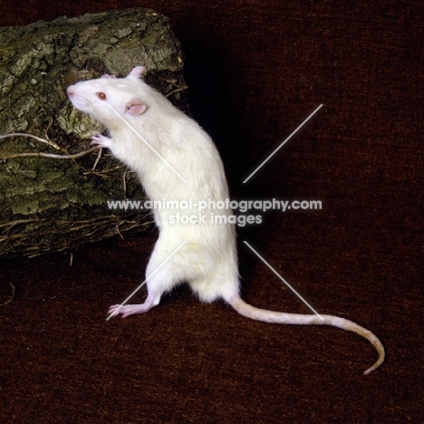 cream rat leaning on log