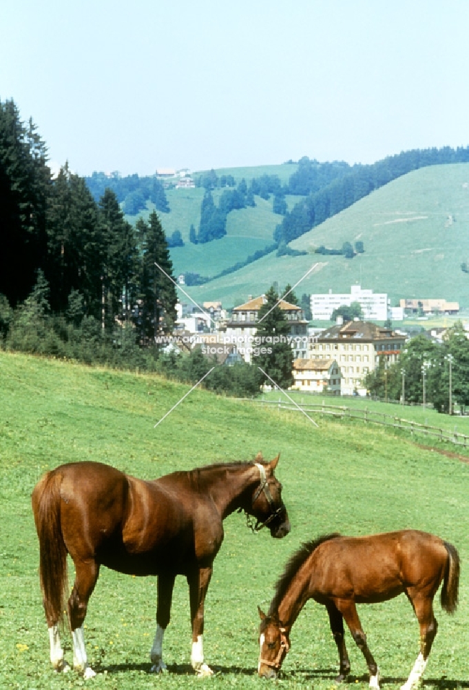einsiedler mare and and foal at kloster ensiedeln