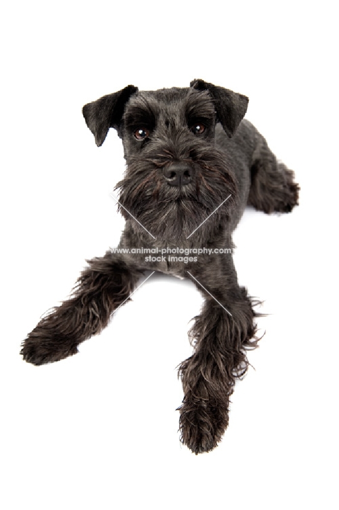 Dog lying in studio, looking at camera