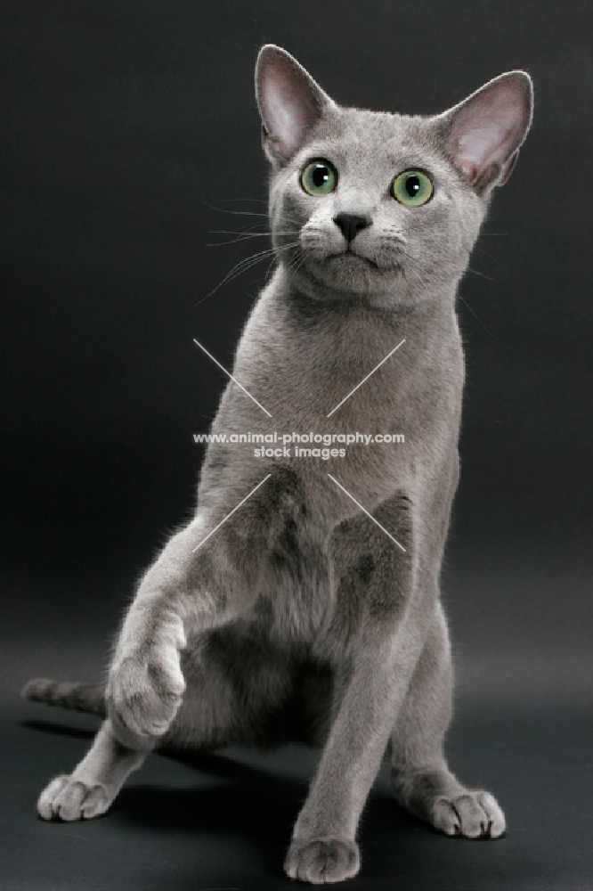 Russian Blue, one leg up