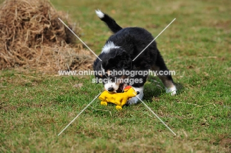 Mini Aussie playing with toy