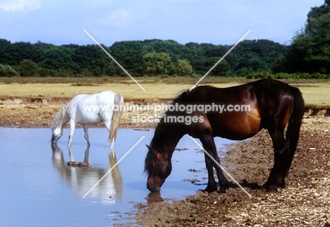 new forest pony stallion and mare drinking at pool in the forest