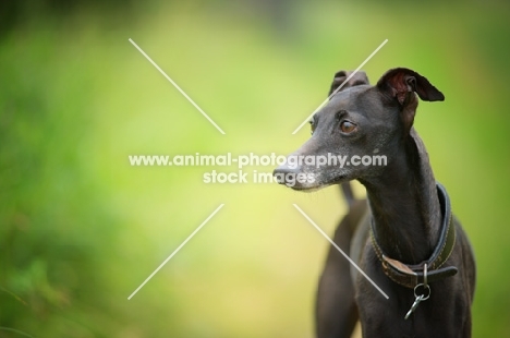 close-up portrait of a black italian greyhound standing in a field