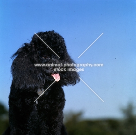 black miniature poodle in pet clip