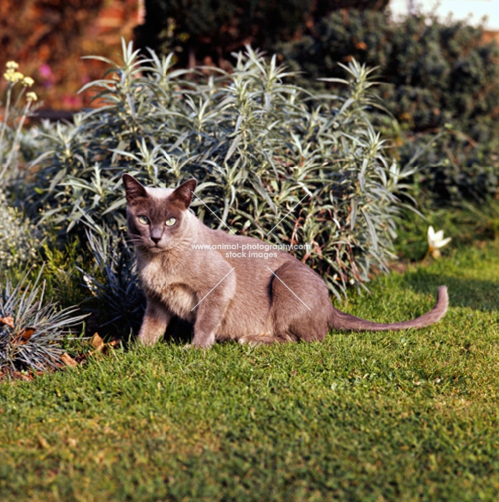 pregnant blue burmese cat in garden