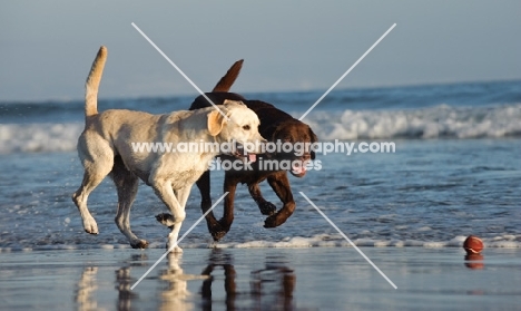 chocolate and cream Labrador Retriever walking on beach