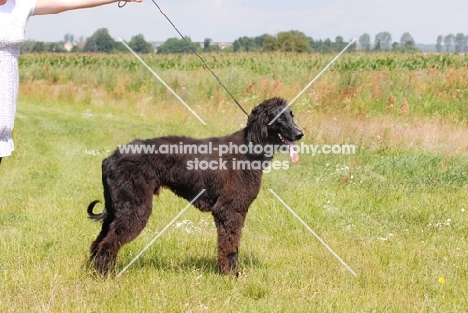 Taigan, sighthound of kyrgyzstan, on lead