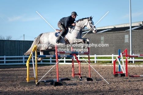 grey Holstein horse jumping