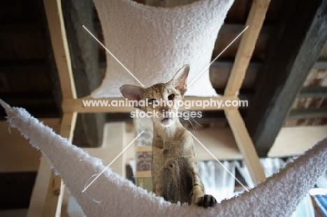 oriental shorthair tabby staring from top