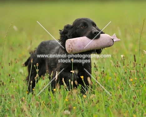 working type cocker retrieving a dummy at a working test