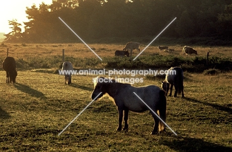 ponies at dawn