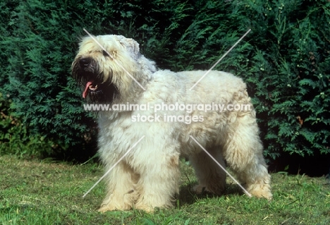 bouvier des flandres side view