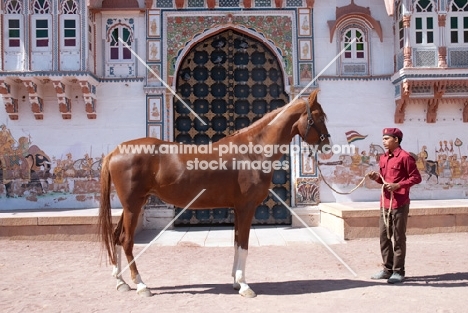 champion chestnut marwari horse at Rohet Garh, side view