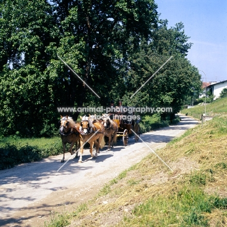 four driven haflingers in Austria