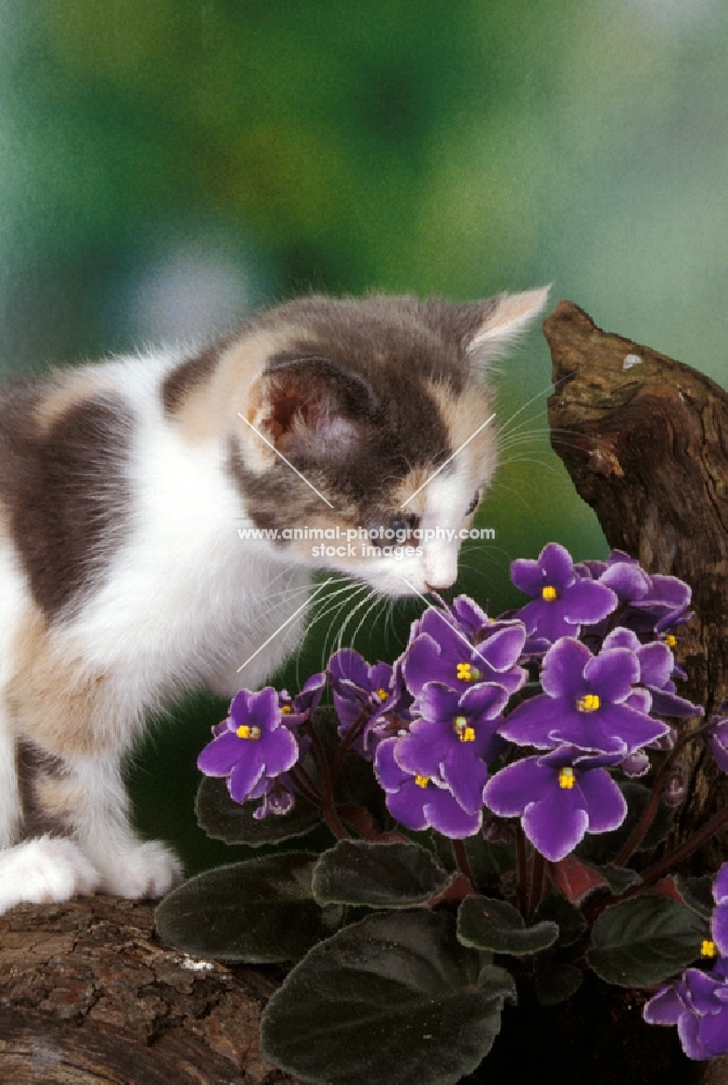 non pedigree kitten smelling flowers