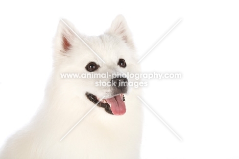 american eskimo dog