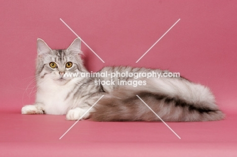 Silver Mackerel Tabby & White Maine Coon