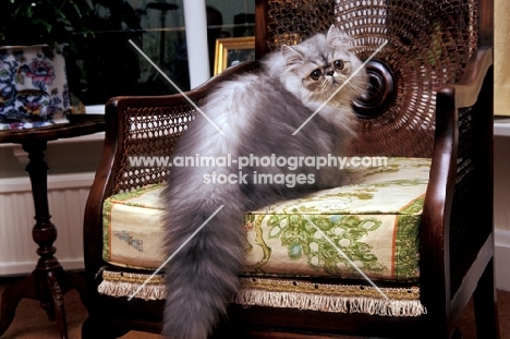 persian sitting on chair