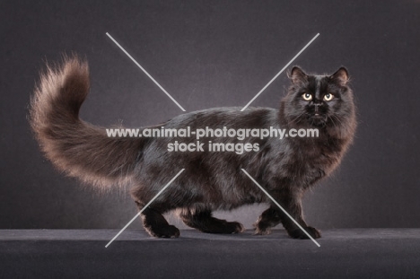 black Siberian cat
