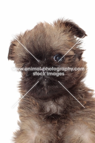 Griffon Bruxellois puppy on white background