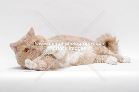 Selkirk Rex on white background, Cream Classic Tabby & White, lying down