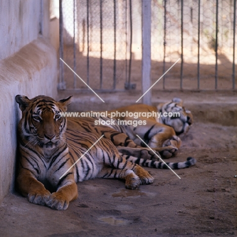 two tigers in khartoum zoo