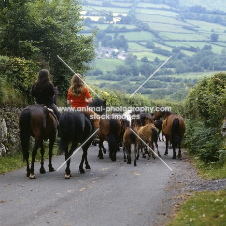 Dartmoor mares returning from pasture with riders